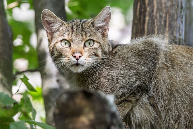 Wildkatze im Nationalpark Thayatal © Nationalparks Austria / Claudia Ebner 