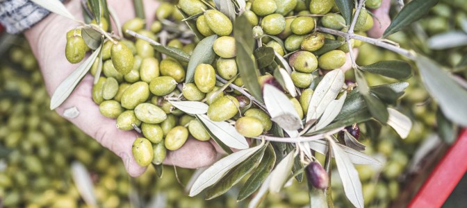 Jesienne festiwale gastronomiczne w Trentino